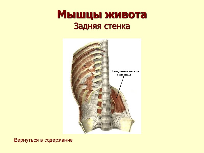 Мышцы живота  Задняя стенка Вернуться в содержание